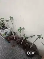 adenium , arabicum plants and seeds