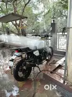 Himalayan urgent sale