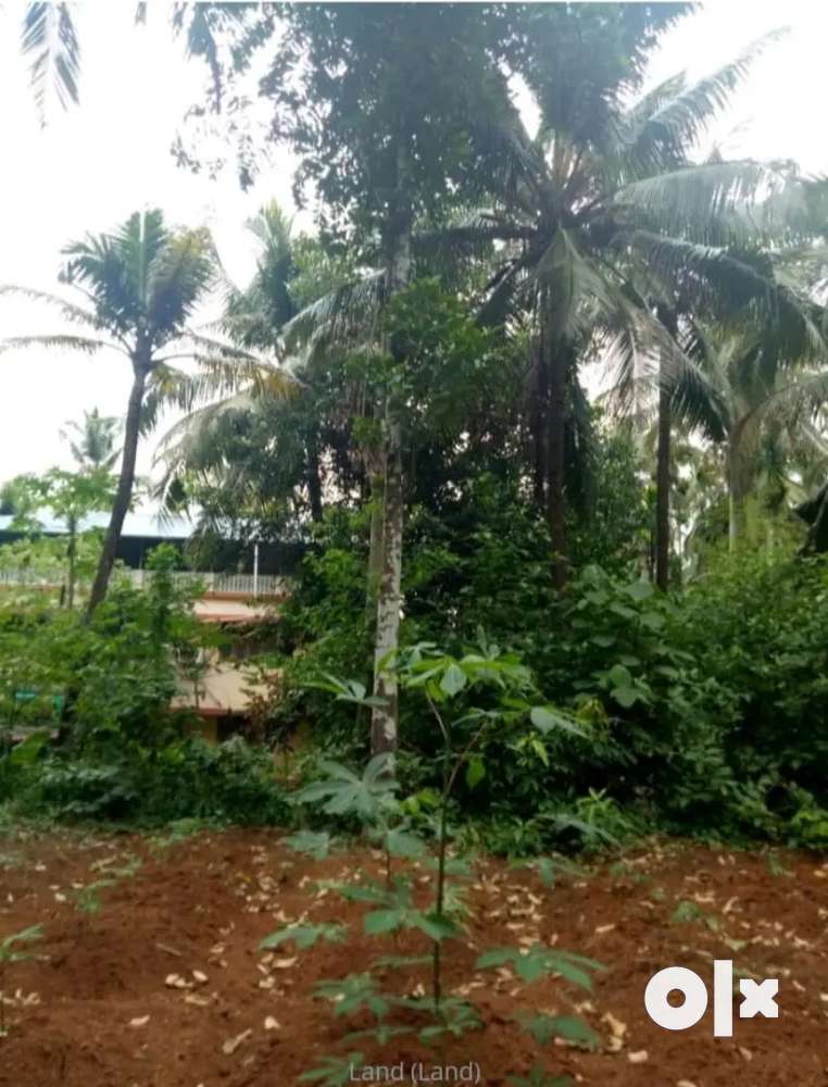 20 Cent Residential Plot for Sale at Tholur ,Thrissur