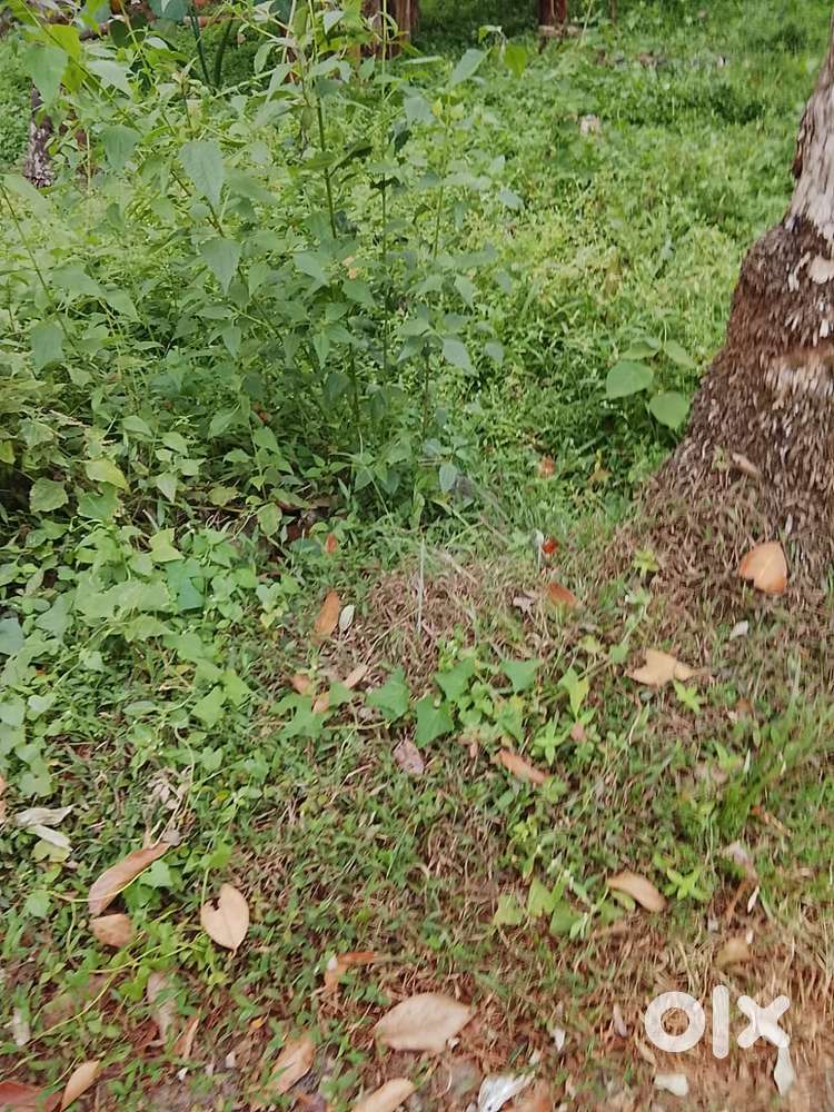 7 CENT LAND FOR SALE MAEDICAL COLLEGE CALICUT