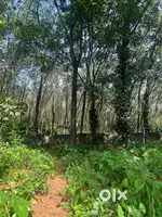 33 cent House Land for Sale in kizhakambalam
