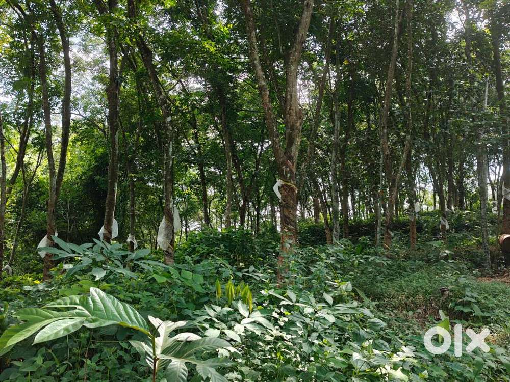 2.6 Acre - Vilayamcode - Kaduthuruthy, Kottayam