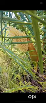 Dates cultivation
