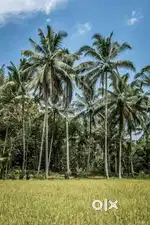 100 தென்னை மரங்கள் விற்பனைக்கு