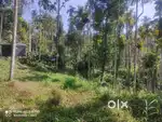 40-Cent Plot in Pappalassery Wayanad for Just ₹10 Lakhs