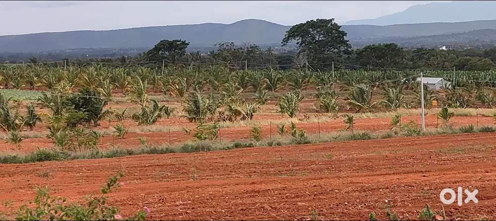 36 Acres Coconut and plain Agricultural property Gundlupet (MYSORE)