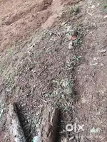Plot for sale at V. Kottayam,25 cent.Suitable for home  construction .