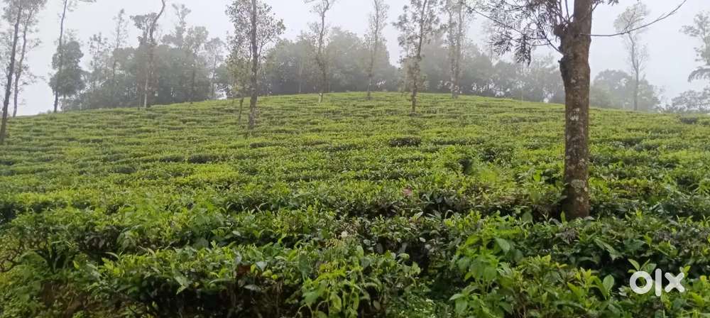 Vagamon Pullikkanam 1 acre LA Pattayam Land for sale