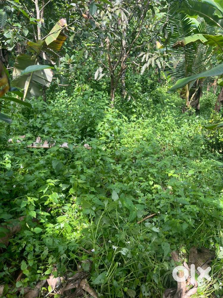 98 cents land at Kottamuri, Changanassery