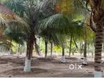 Coconut farm sale