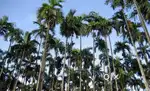 4Acres agricultural land for sale in Puttur