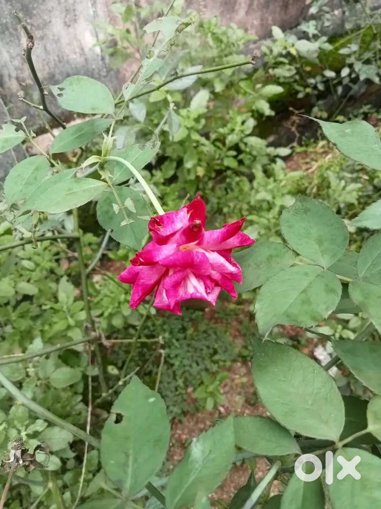 Rental house please contact