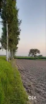2 Katha ka Jamin h Larwara me for Sale