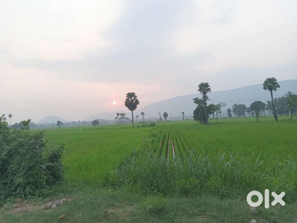 20 acres dry land With coconut trees, cashew, mango trees for sale