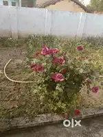 3 shops land for sale on Purmandal road khara madana
