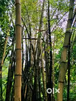 Bamboo yellow