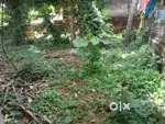 7 Cent plot