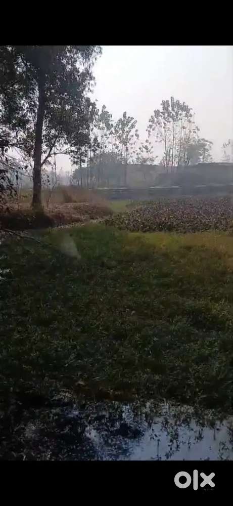 Agriculture  6 bigha