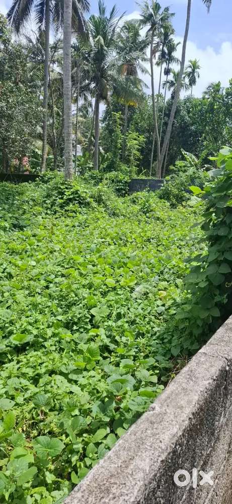 6Cent Land for Sale at 800meter from NH Pallipuram