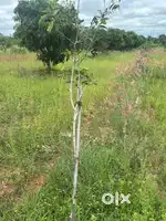 PRIME LAND IN KADTHAL FOR SALE