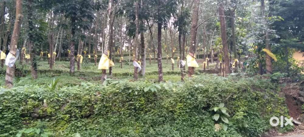 Prime 25 cent Roadside plot - Erumeli-Mundakayam main road