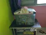 Water Fish tank