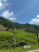 For Sale: 1.6 Acre Agricultural Land with Cardamom & Pepper