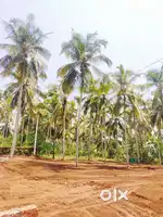 Urgent Land for sale near parappally jumua masjid