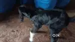 Farmhouse caretaker