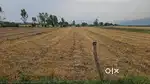 6 bigha land For sale in golapaar