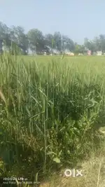 Agriculture land & plots