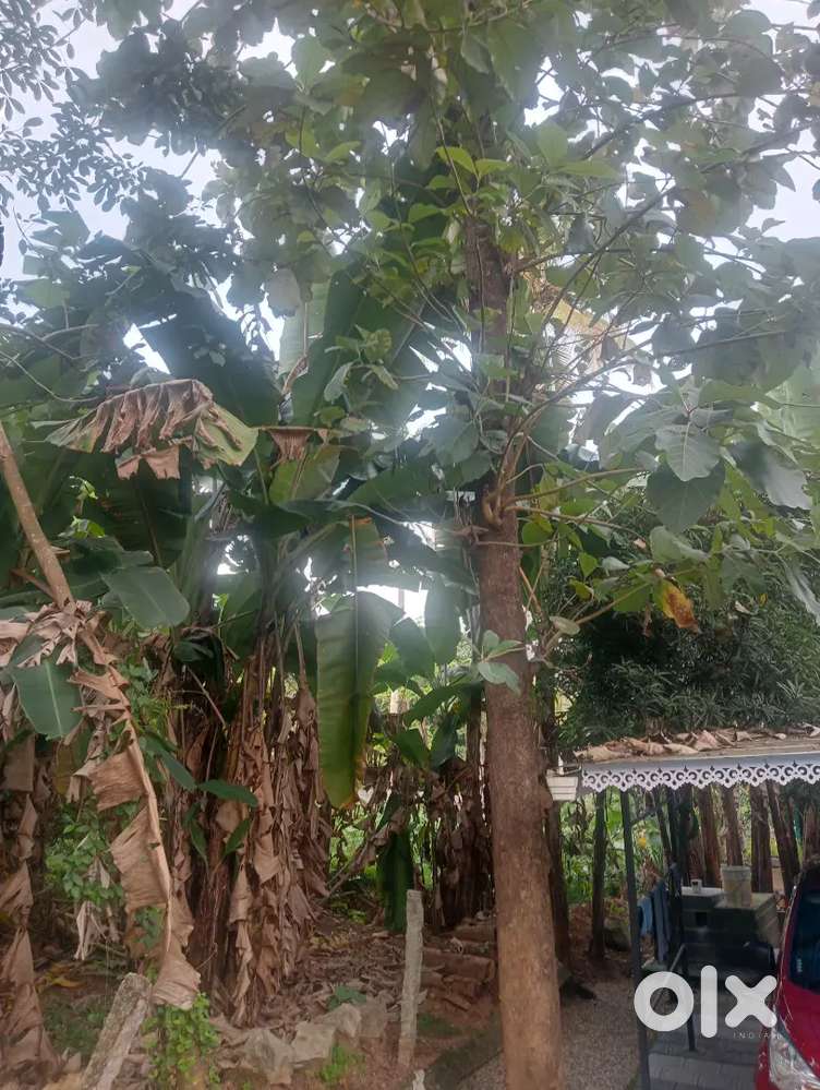 തേക്ക് വില്പനയ്ക്ക്