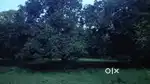 Farming land near  vizinagaram  new road to ramavaram village