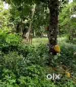 50 cents plot at Mavelikara town,alapuzha dist