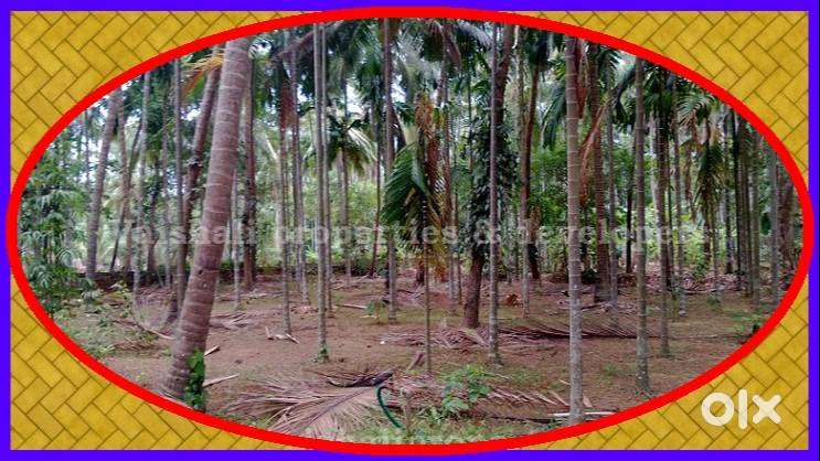 Kovoor MLA Road 7 cents - 10 lakhs/cent