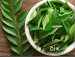 Pure Homemade Dried Curry Leaves – 100g @ ₹150