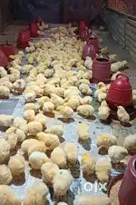 Caretaker/ Worker for Broiler farm