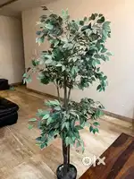 Artificial Tree (5 .5 feet tall) . Do not negotiate