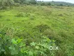 Mudigere, Chikkamgaluru - Land Area: 28 guntas - Agri land