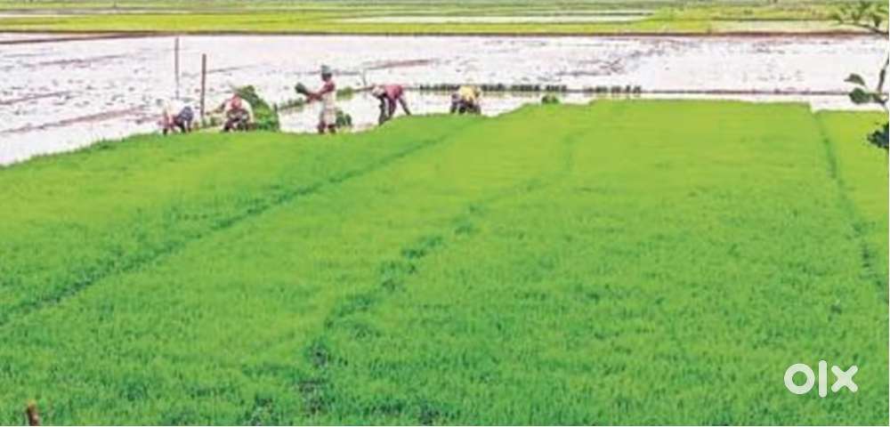Irrigated Agriculture Land at 3,50,000,00 at Parmanpur