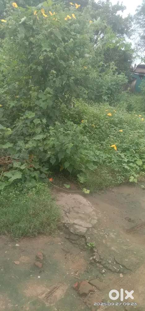 Land @12346