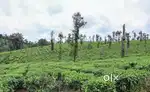 Best plot 4 sale in coorg,madikeri,virajpet.Best for farm,homestay etc