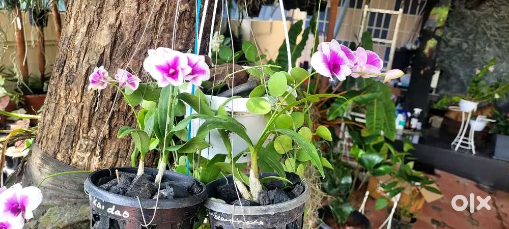 Miniature orchids with flower