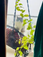 Hanging Rope Swing Chair with Cushion