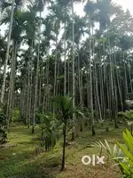For sale agriculture land in kotethariga, near ripponpet, hosanagara