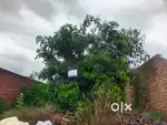 200 Gaj Plot For Sale With NOC 30×60 (  6000 Per Gaj ) Opp Prem Bagh