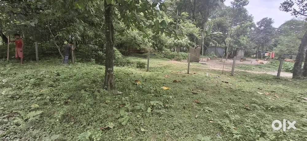Land for sale in petkati Mainaguri