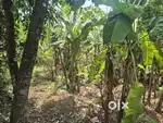 12 cent Residencial Land Kottekkad Thrissur