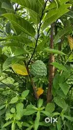 12-Year High ROI Agri Venture | Limited Plots Available
