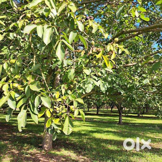 20 marla walnut orchard land for sale-Hutmarah only 300 m from kp road